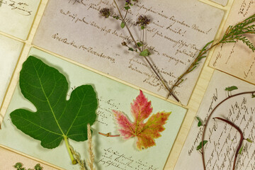 Vegetabiles Stillleben Konzept mit Blättern und Kräutern vor  Briefen aus dem 19. Jahrhundert - obrazy, fototapety, plakaty