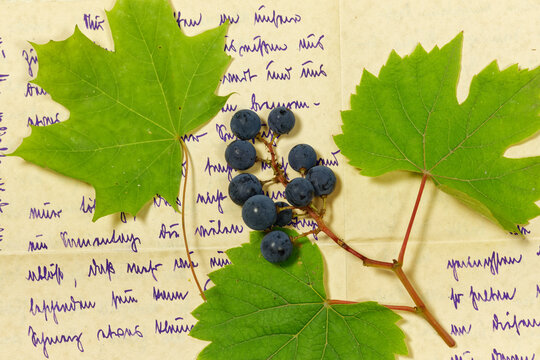 Nahaufnahme Konzept mit Weinlaub und Weintraube vor Handschrift aus dem beginnenden 20. Jahrhundert