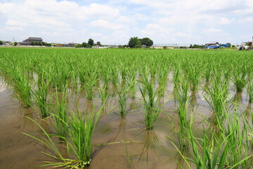 水草浮かぶ郊外の植田風景