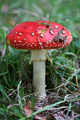 Amanita Fungi growing on a Forest Floor. County Durham, England, UK.