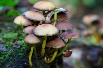 Hymanogastraceae Fungi growing out of a Tree, County Durham, UK.