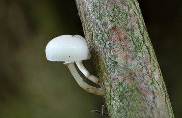 Marasmiaceae fungi growing on a tree, Hamsterly Forest, County Durham, England.