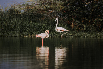 Naklejka na ściany i meble Greater Flamingos in the lake. Big and Small Flamingos. Morning Colors of Nature and Wildlife. Wild Birds in the Water. Lake Water. Long Legs Birds. Pink Flamingo. Wallpaper With Flamingo 