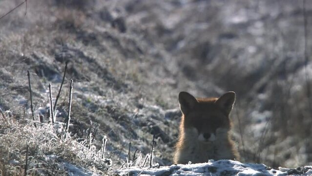 fox sitting in the snow