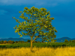 Sunlit tree on dark sky background, yellow grass, hills