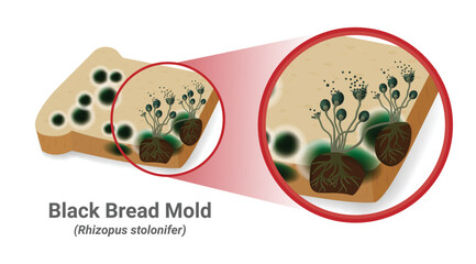 Close-up illustration of bread mold, black fungus occur on bread plates. Rhizopus Stolonifer (mold) has a fiber structure to use and absorb nutrients from the host, causing bad smell and harmful. Vect © auchara