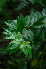 東京港区赤坂5丁目の雨に濡れた葉