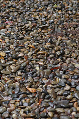 雨に濡れた玉砂利