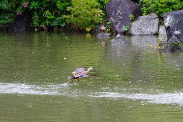 Fototapeta premium 檜町公園の池でたのしむカルガモ