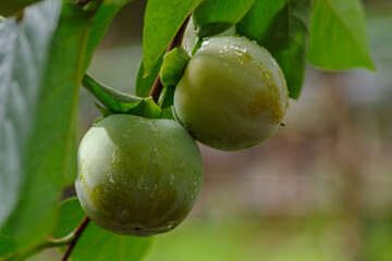 柿が実っているがまだ色づいていない