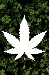 Large cut cannabis leaf in front of a dark green weed plantation - beautiful graphic on the subject...