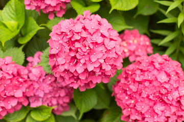 Obraz premium Close Up Light Pink Hortensia Fresh Flowers Blur Background.