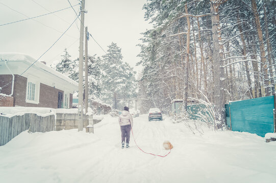 A Woman Walks Her Dog Down A Street In The Village In Winter. Walking The Dog. Portrait From The Back. Selective Focus, Snow Grain