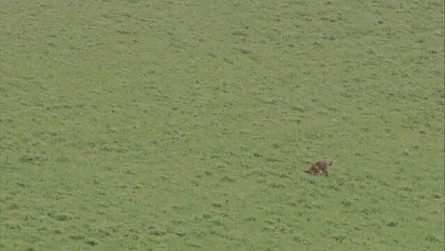 fox hunting mice on a meadow