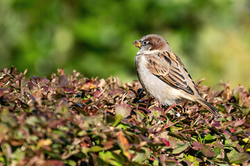 sparrow on a branch
