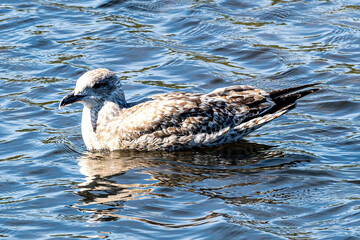 seagull in the dark water