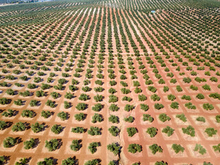 An aerial view of the olive tree plantation pattern in Andalusia, Spain