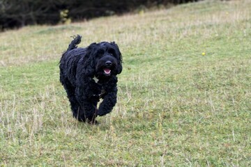 Black female cockapoo running in a green field