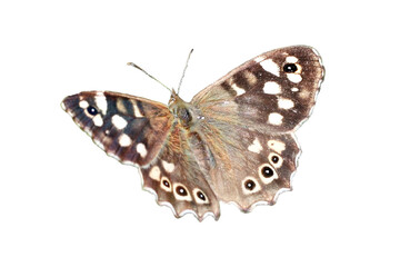 Speckled Wood butterfly insect, png stock photo file cut out and isolated on a transparent...