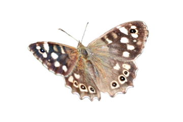 Speckled Wood butterfly insect, png stock photo file cut out and isolated on a transparent background