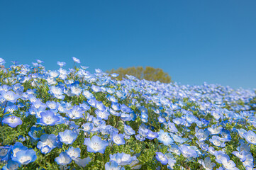 一面に咲くネモフィラの花畑