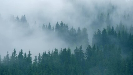 Timelapse rainy weather mountains misty fog forest tree wood pine - Powered by Adobe