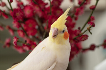 紅梅とオカメインコ