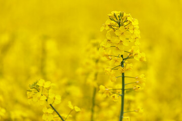 Obraz premium Rapeseed blossom in a rapeseed field
