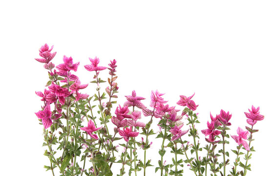 Salvia horminum flowers isolated on white background. Pink Salvia horminum, Pink Sunday, Annual Sage.