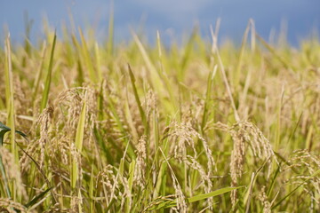 青空に首を垂れる稲穂