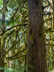 moss-clad trees in the forest on vancouver island