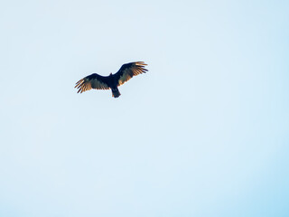 bald eagle in flight