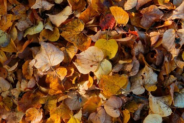 autumn leaves background