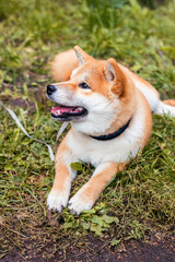 Red-haired shiba inu on a walk on a leash in the park
