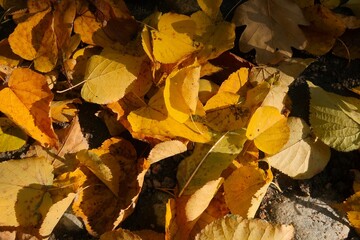 autumn leaves background