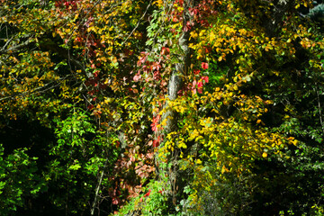 Autumn red and yellow leaves as background.