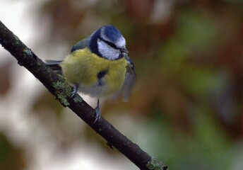 bird perched on a branch
