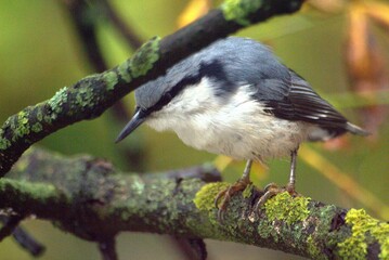 nuthatch on the branch