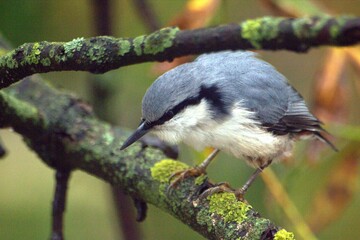 nuthatch on the tree