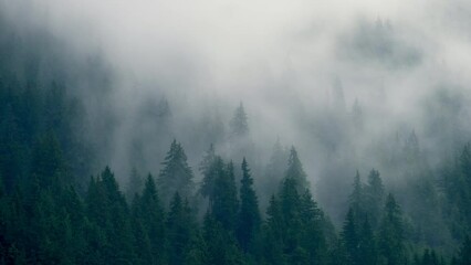 Timelapse rainy weather mountains misty fog forest tree wood pine
