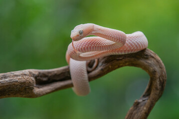 Obraz premium Pink male mangrove pit viper Trimeresurus purpureomaculatus on a branch and posing steady with bokeh background 