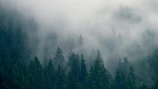 Timelapse rainy weather mountains misty fog forest tree wood pine