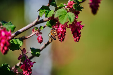 Bee at a flowering currant (Ribes sanguineum) in the sunshine.