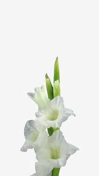 Time lapse of opening white gladiolus flower isolated on white background, vertical orientation, 4K