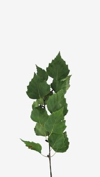 Time lapse of drying Birch (Betula) tree branch leaves isolated on white background, vertical orientation, 4K