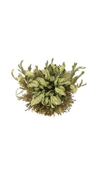 Time lapse of opening Rose of Jericho, Resurrection Plant (false Anastatica hierochuntica) isolated on white background, top view, vertical orientation