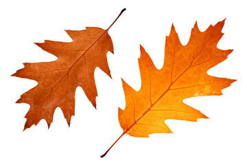 yellow autumn leaves close up, oak leaf texture