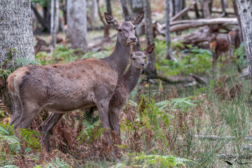biche faon