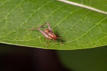 Closeup of House cricket nymph on leaf of plant. pest control, insect and nature conservation...