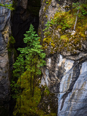 fir trees in the maligne canyon of jasper national park in canada